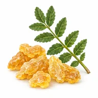 Ilustrace složky: Boswellia serrata