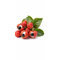 Ilustrace složky: Guarana