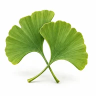Ilustrace složky: Ginkgo biloba